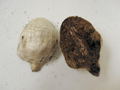 Chlorophyllum agaricoides
