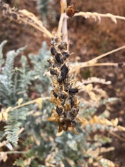 Astragalus brauntonii