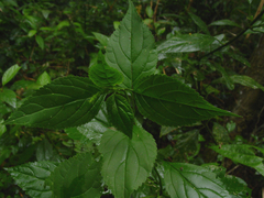 Bouchea pseudogervao