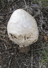 Chlorophyllum agaricoides