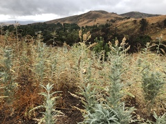 Astragalus brauntonii