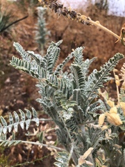 Astragalus brauntonii