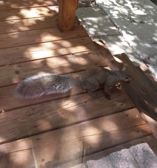 Sciurus carolinensis