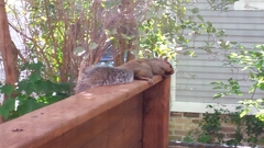 Sciurus carolinensis