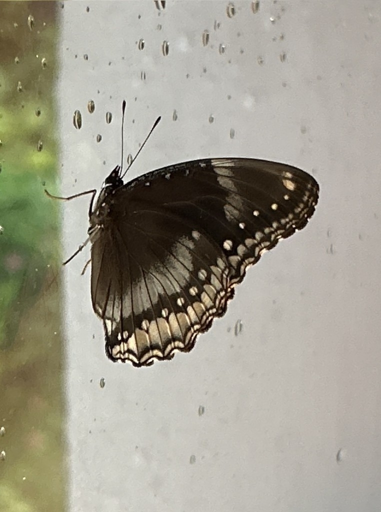 Great Eggfly