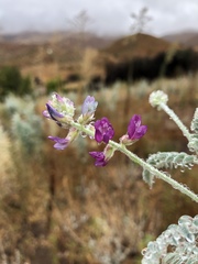 Astragalus brauntonii