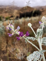Astragalus brauntonii