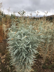 Astragalus brauntonii