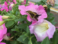 Macroglossum bombylans