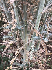 Astragalus brauntonii