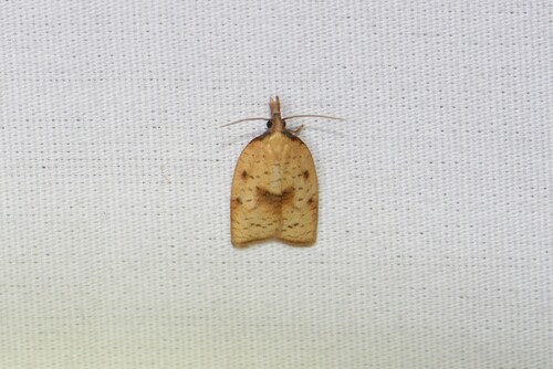 Mosaic Sparganothis Moth photo 5