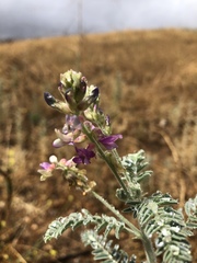 Astragalus brauntonii