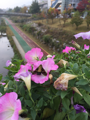 Macroglossum bombylans