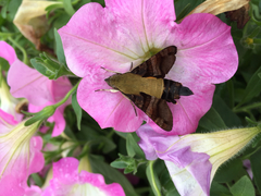 Macroglossum bombylans