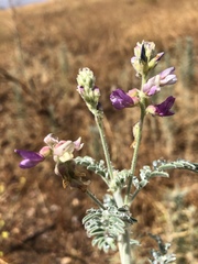 Astragalus brauntonii
