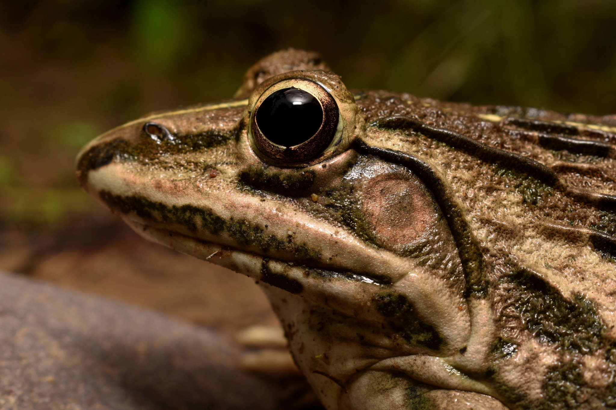 Indian Bull Frog