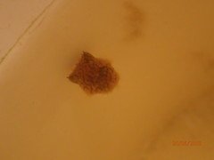 Chilomycterus schoepfii