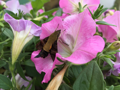 Macroglossum bombylans