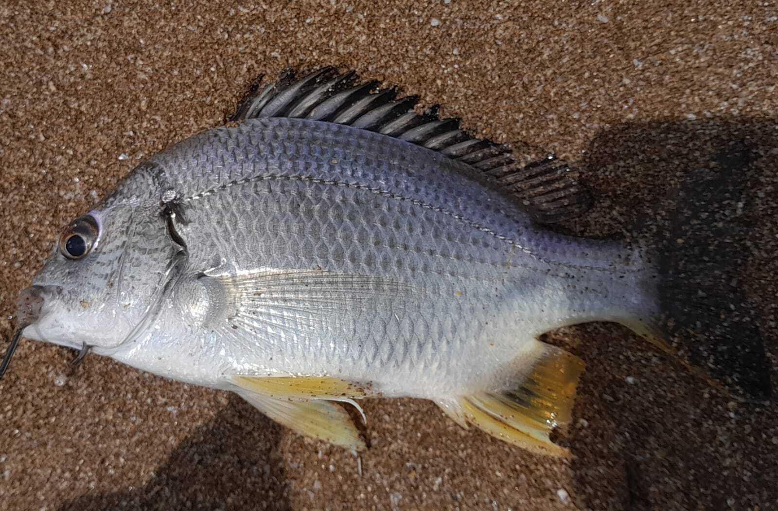Arabian Yellowfin Seabream photo 4