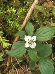 Cornus unalaschkensis