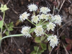 Angelica hendersonii