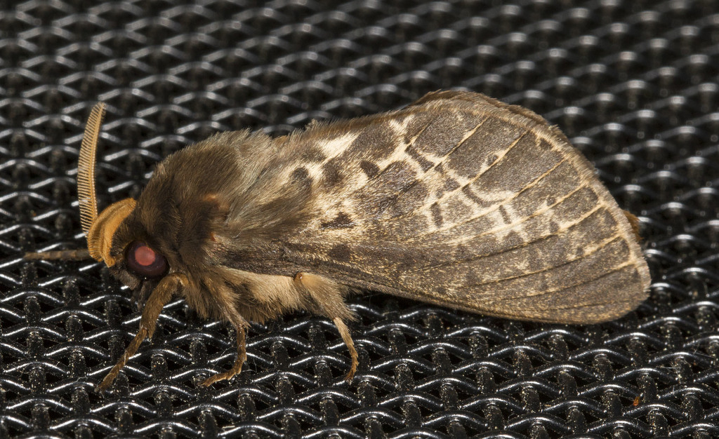 Oxycanus antipoda