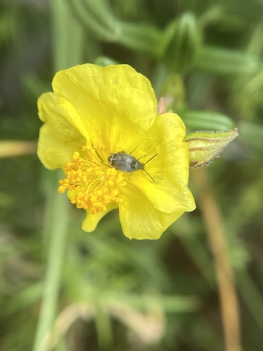 Leaf beetle