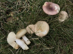 Russula versicolor