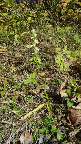 Case's lady's tresses (Spiranthes casei)