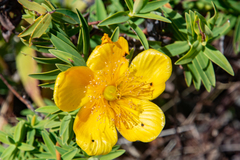 Hypericum lanceolatum