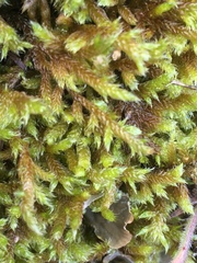 Hypnum cupressiforme lacunosum