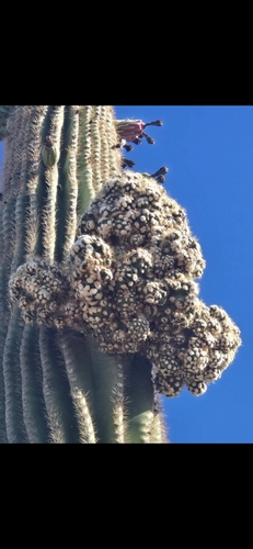 Carnegiea gigantea