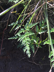 Conioselinum