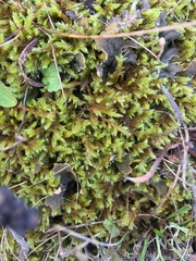 Hypnum cupressiforme lacunosum