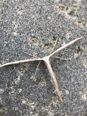 Pterophoridae