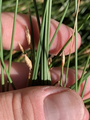 Eleocharis rostellata