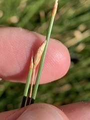Eleocharis rostellata