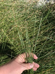 Eleocharis rostellata