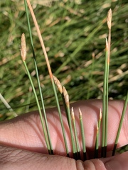 Eleocharis rostellata