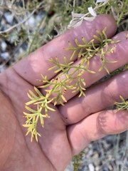 Lomatium parryi
