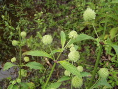 Hyptis capitata