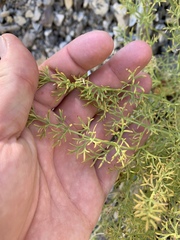 Lomatium parryi