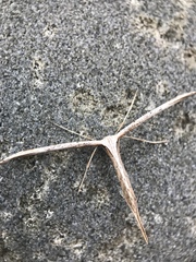 Pterophoridae