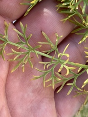 Lomatium parryi