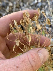 Lomatium parryi