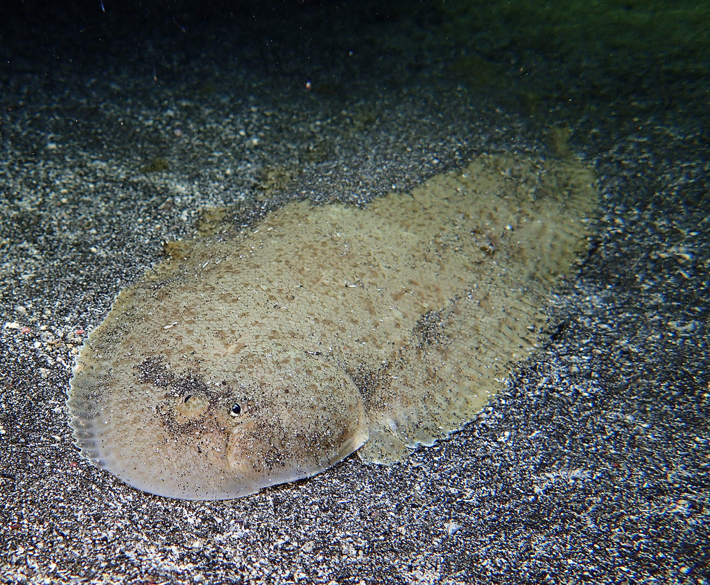 Lachner's tonguefish (Cynoglossus lachneri) — Cynoglossidae