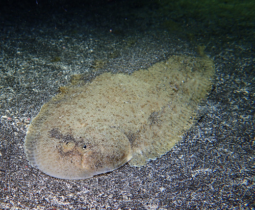 Lachner's tonguefish (Cynoglossus lachneri) — Cynoglossidae