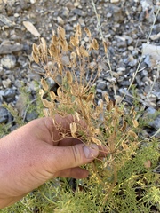 Lomatium parryi