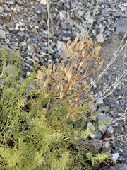 Lomatium parryi