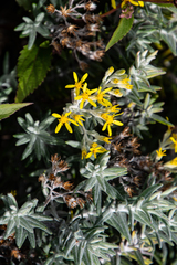 Hubertia tomentosa
